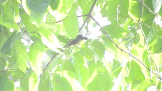 ベニビタイカマドドリ - ML461244161