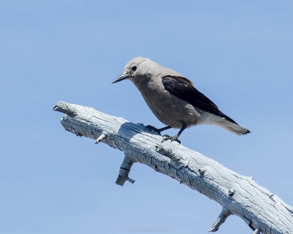 Clark's Nutcracker - ML461244271