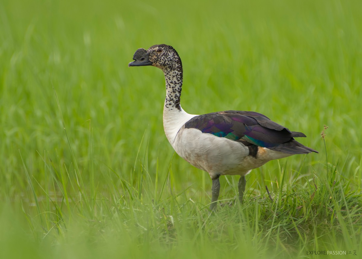 Knob-billed Duck - Wai Loon Wong