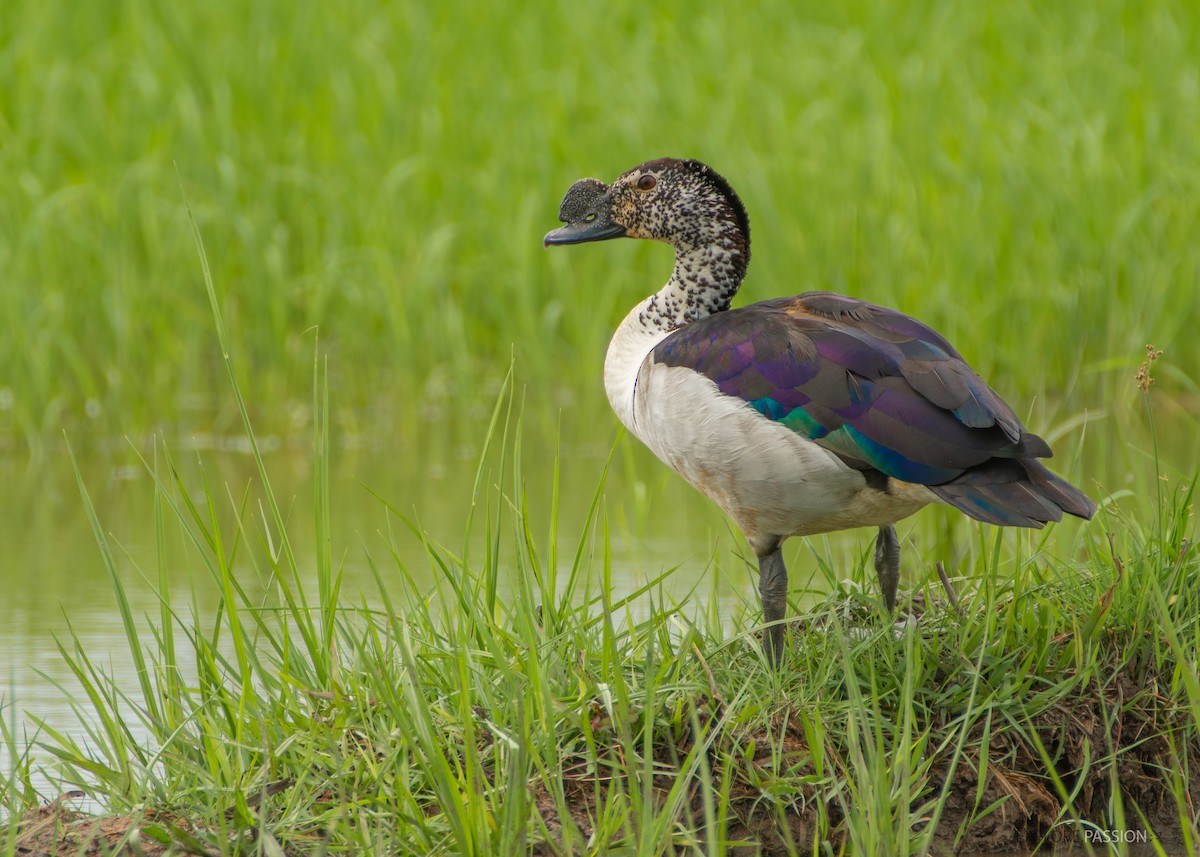 Knob-billed Duck - Wai Loon Wong