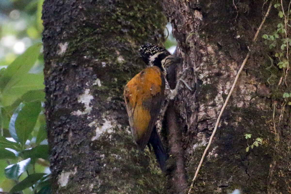 Greater Flameback - Michael Weaver