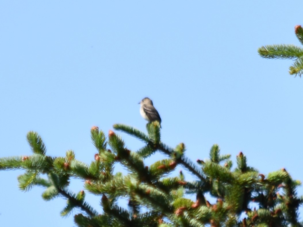 Least Flycatcher - Debbie Maas