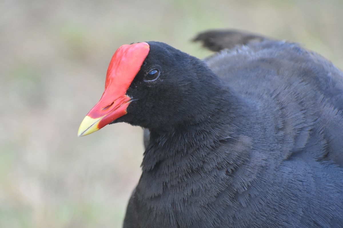 Common Gallinule - ML461247681