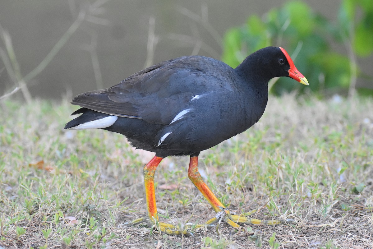 Gallinule d'Amérique - ML461247691