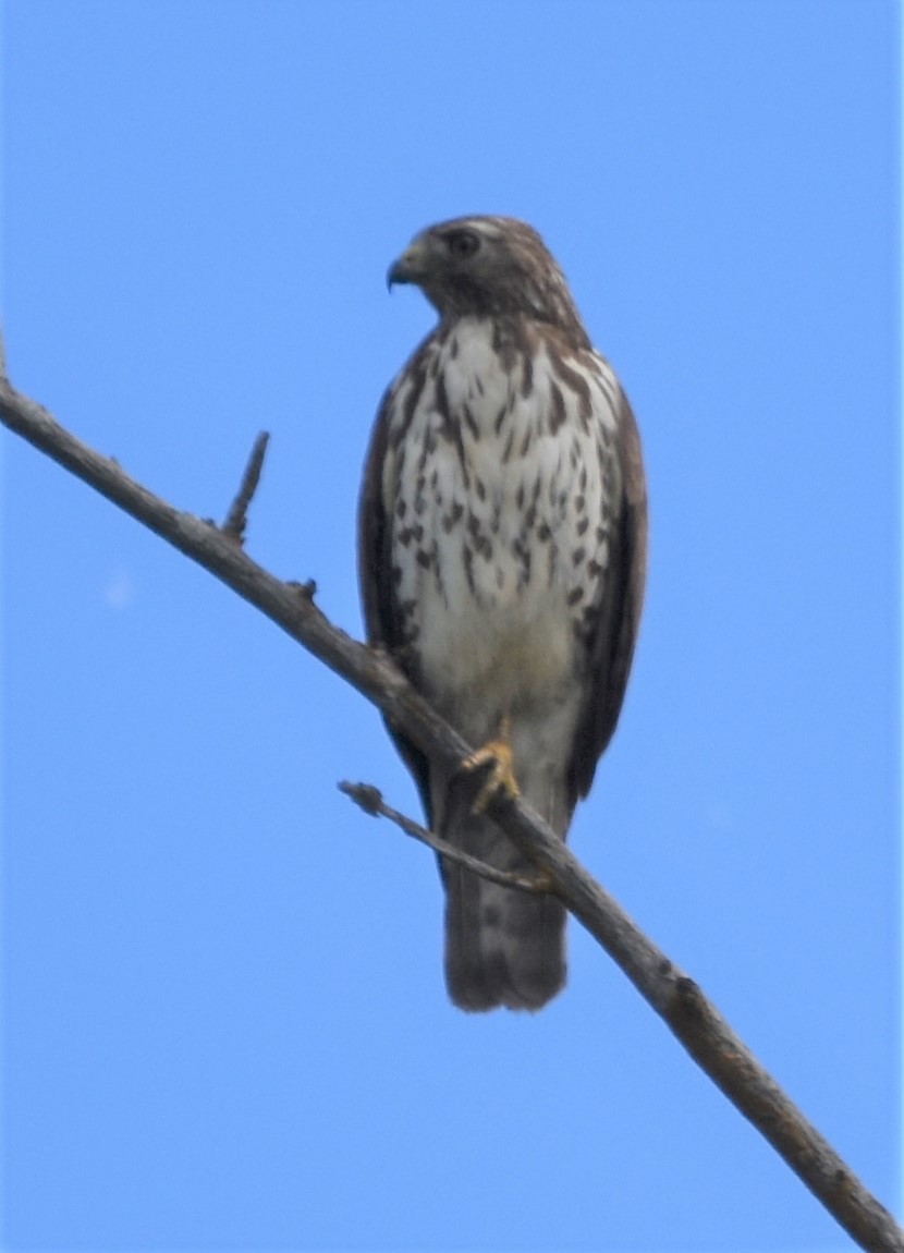 Broad-winged Hawk - Ross Silcock