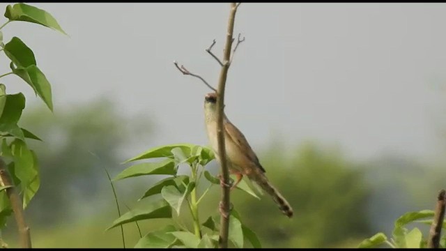 Bristled Grassbird - ML461248541