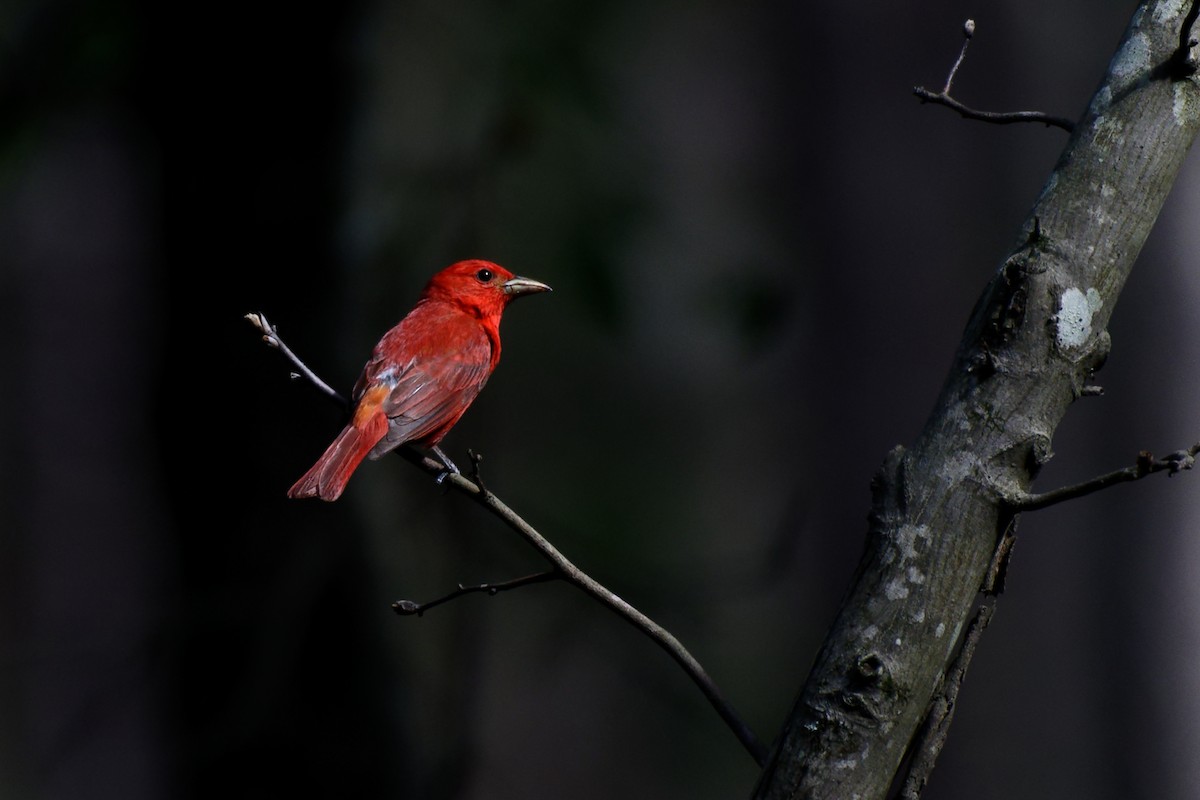 Summer Tanager - ML461249171