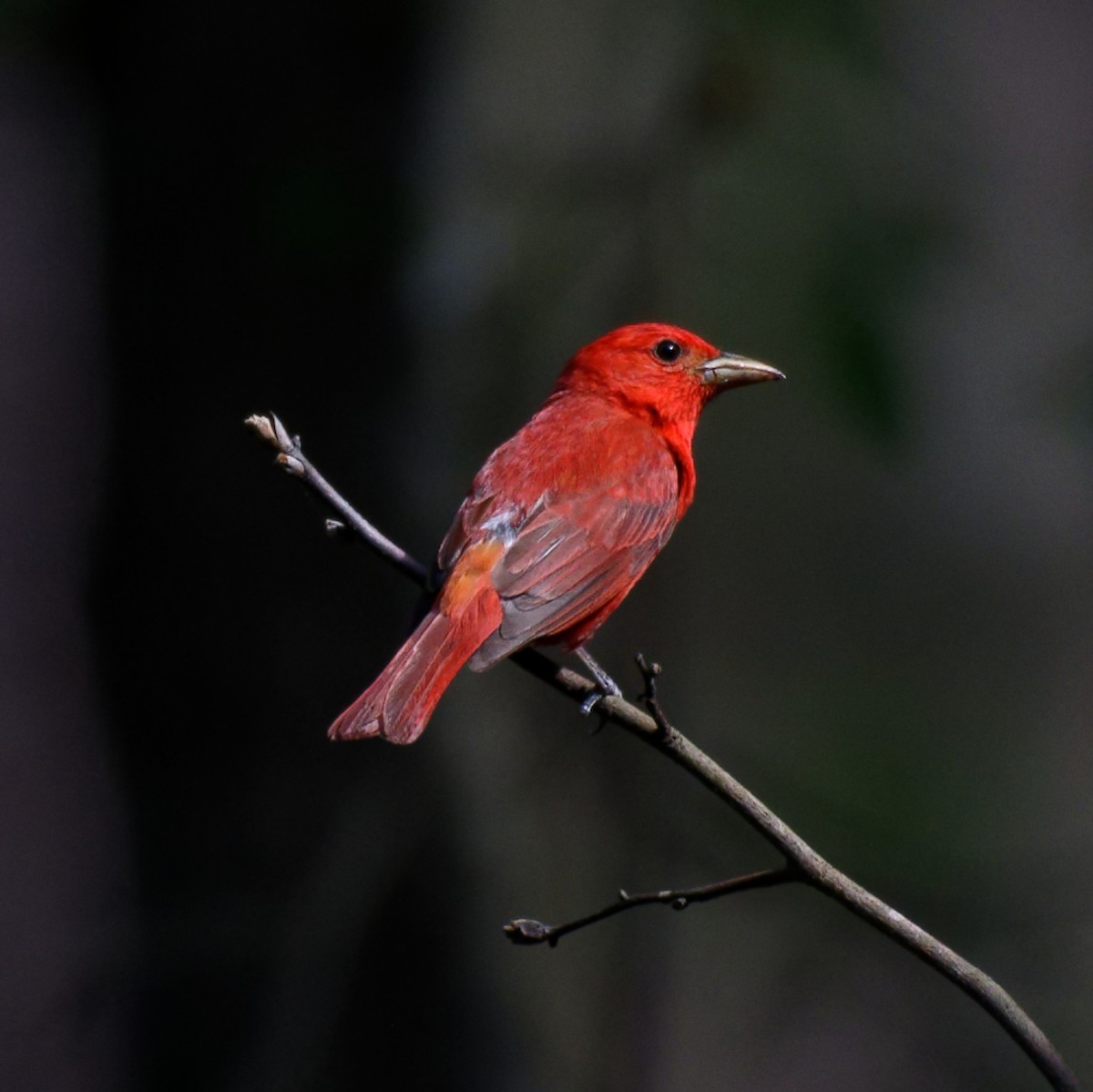 Summer Tanager - ML461249261