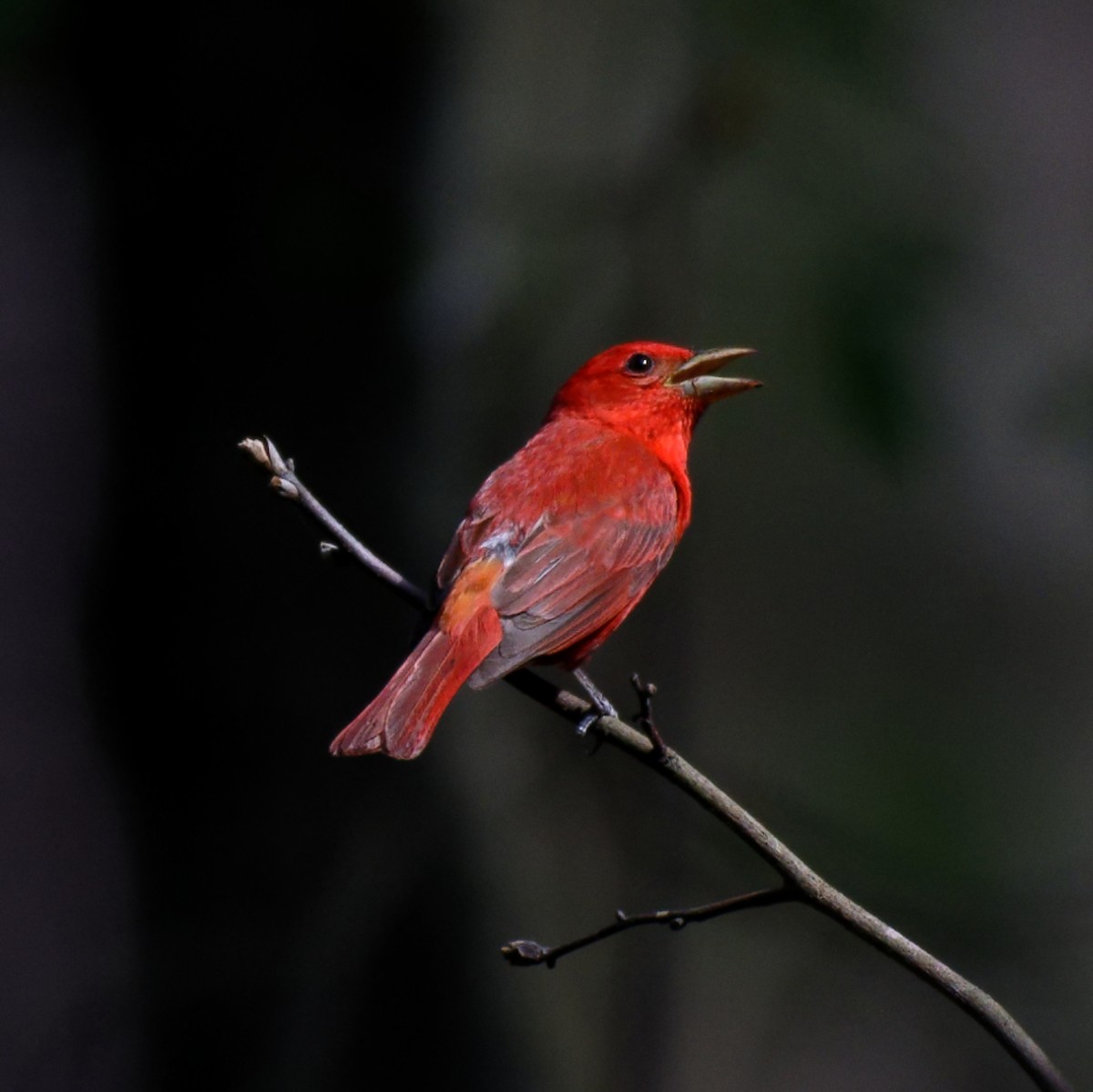 Summer Tanager - ML461249331