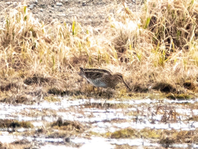 Common Snipe - ML461249351