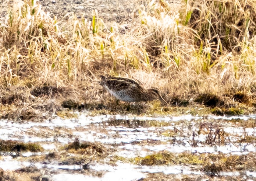 Common Snipe - ML461249401