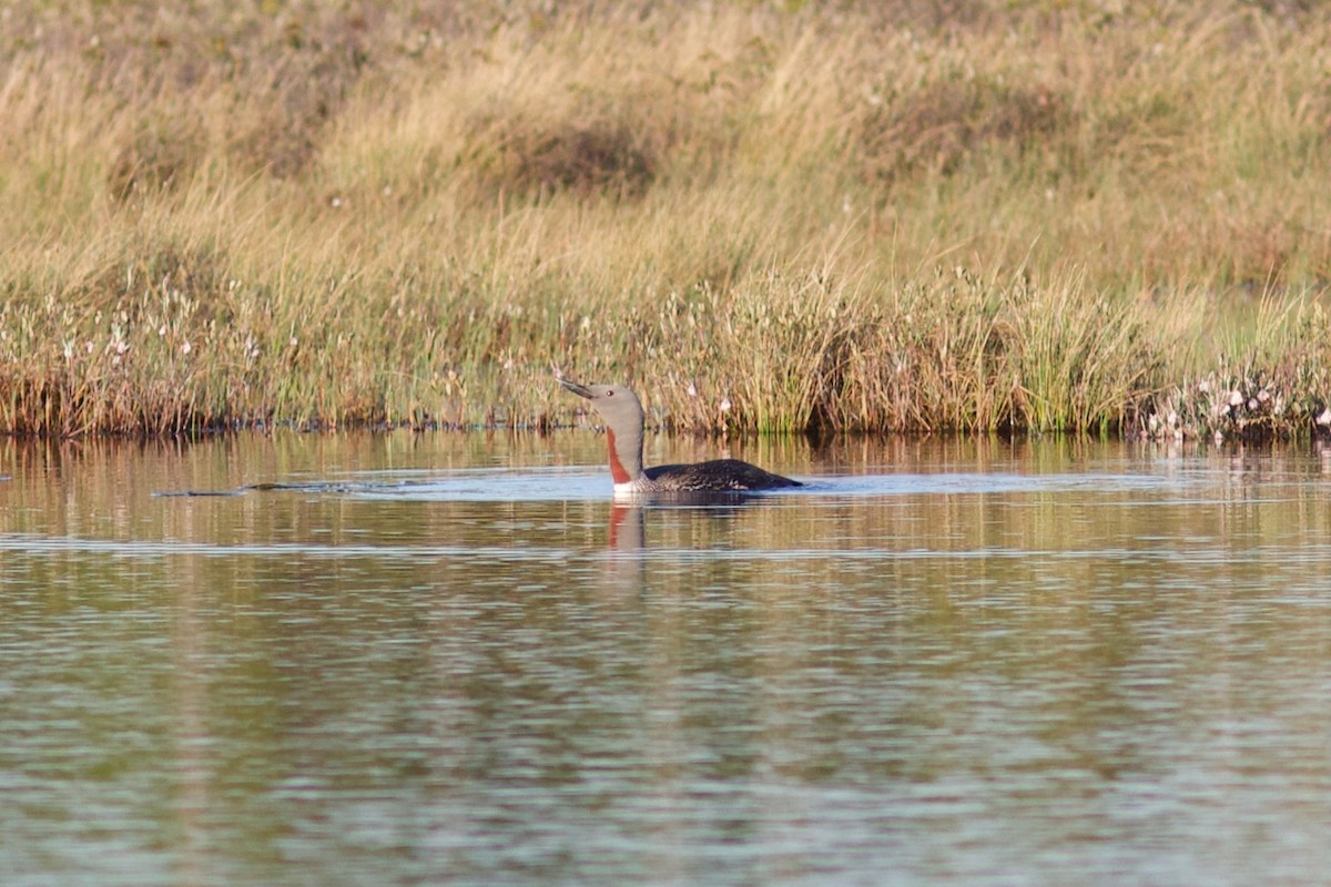 Red-throated Loon - ML461249551