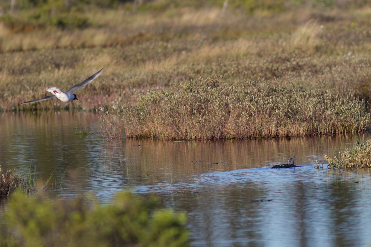 Red-throated Loon - ML461249611