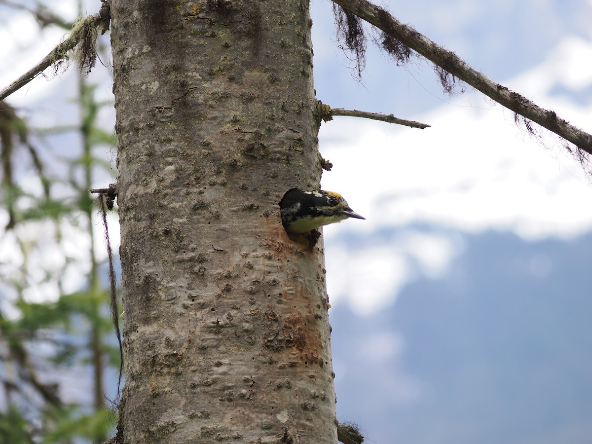 American Three-toed Woodpecker - ML461250111