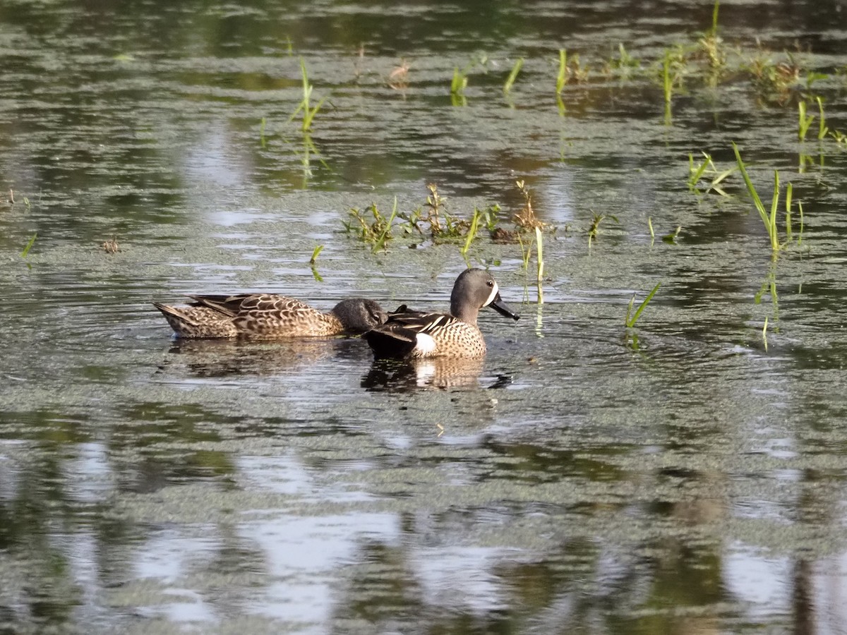 Blue-winged Teal - ML461250151