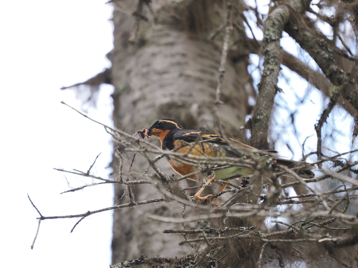 Varied Thrush - ML461250171