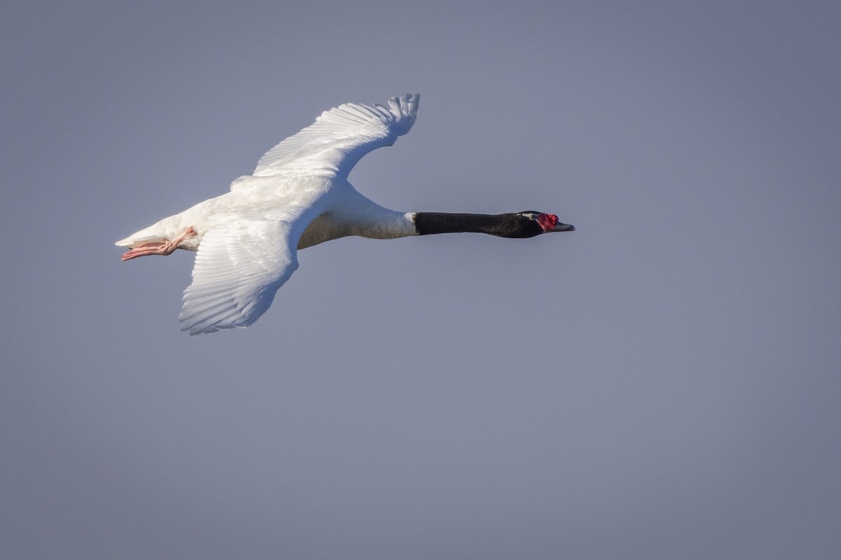 Black-necked Swan - ML461250841