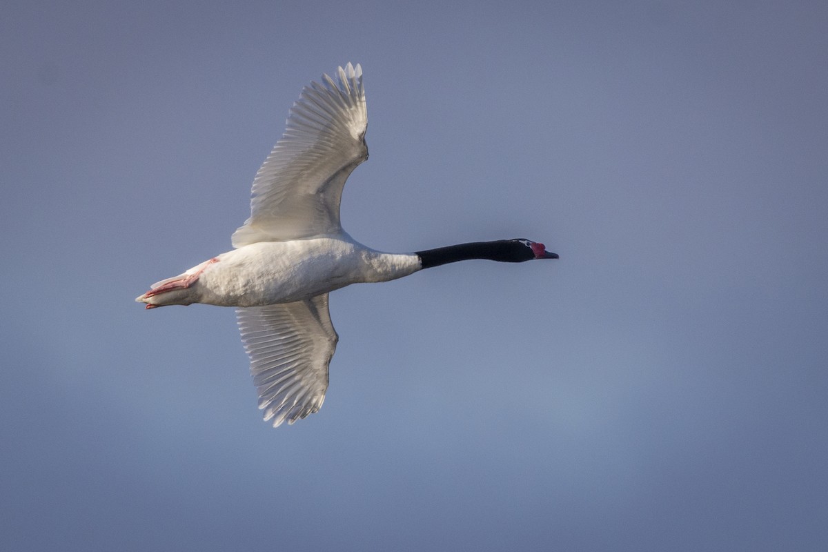 Black-necked Swan - ML461250851