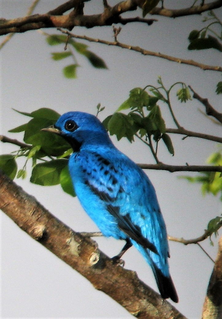 Blue Cotinga - ML46125121