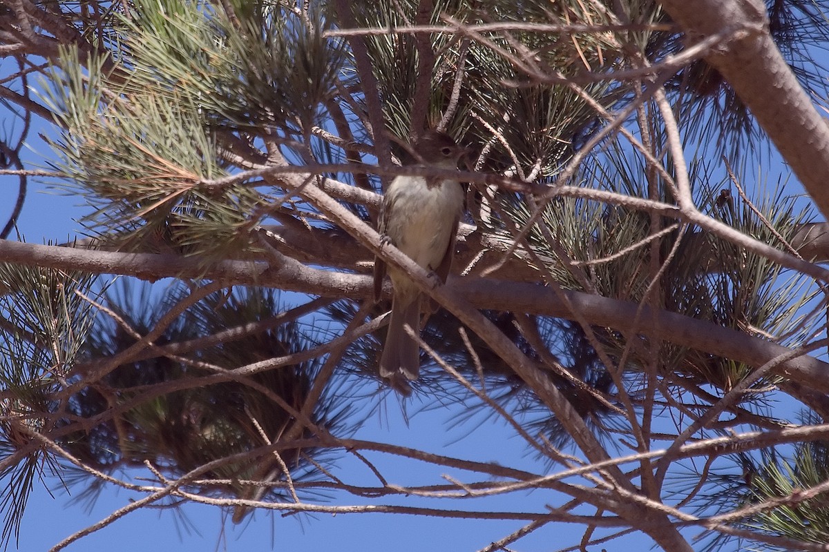 White-crested Elaenia - ML461251391