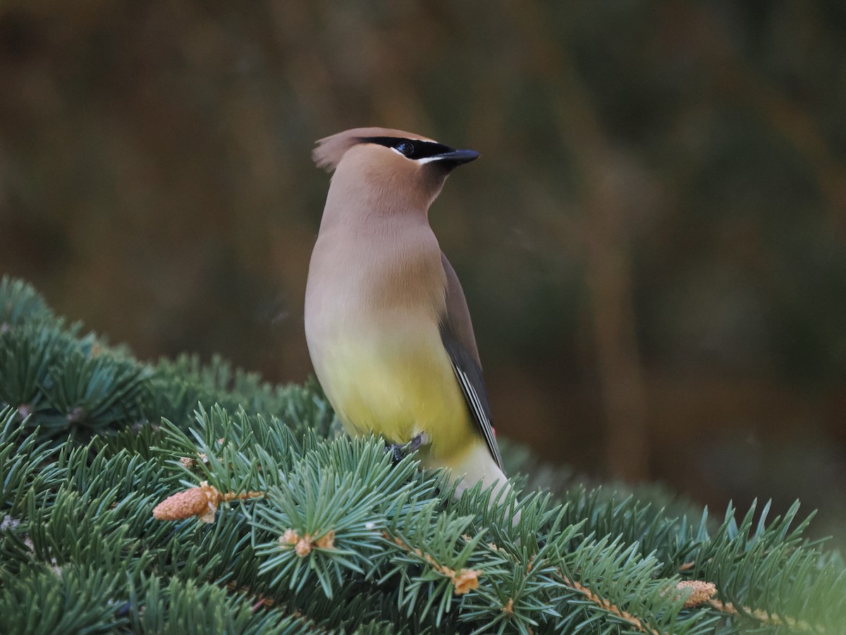 Cedar Waxwing - ML461252091