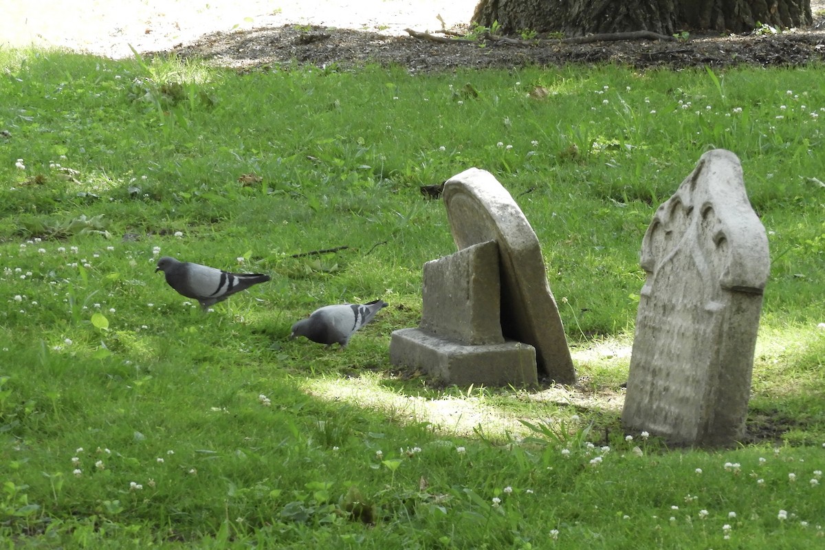 Rock Pigeon (Feral Pigeon) - ML461252451