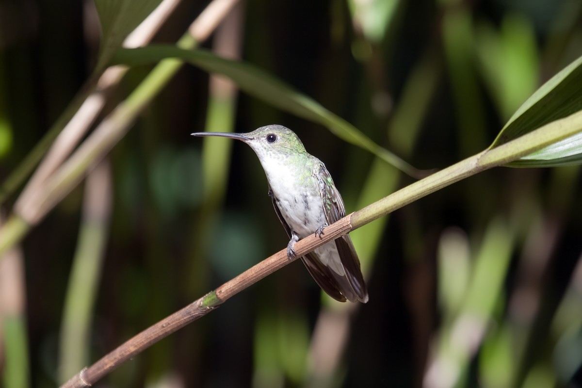 Green-and-white Hummingbird - ML461253561