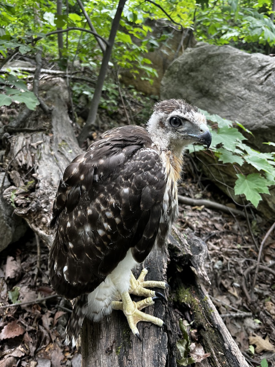 káně rudochvostá - ML461254971