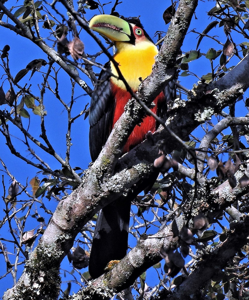 Red-breasted Toucan - ML461255781