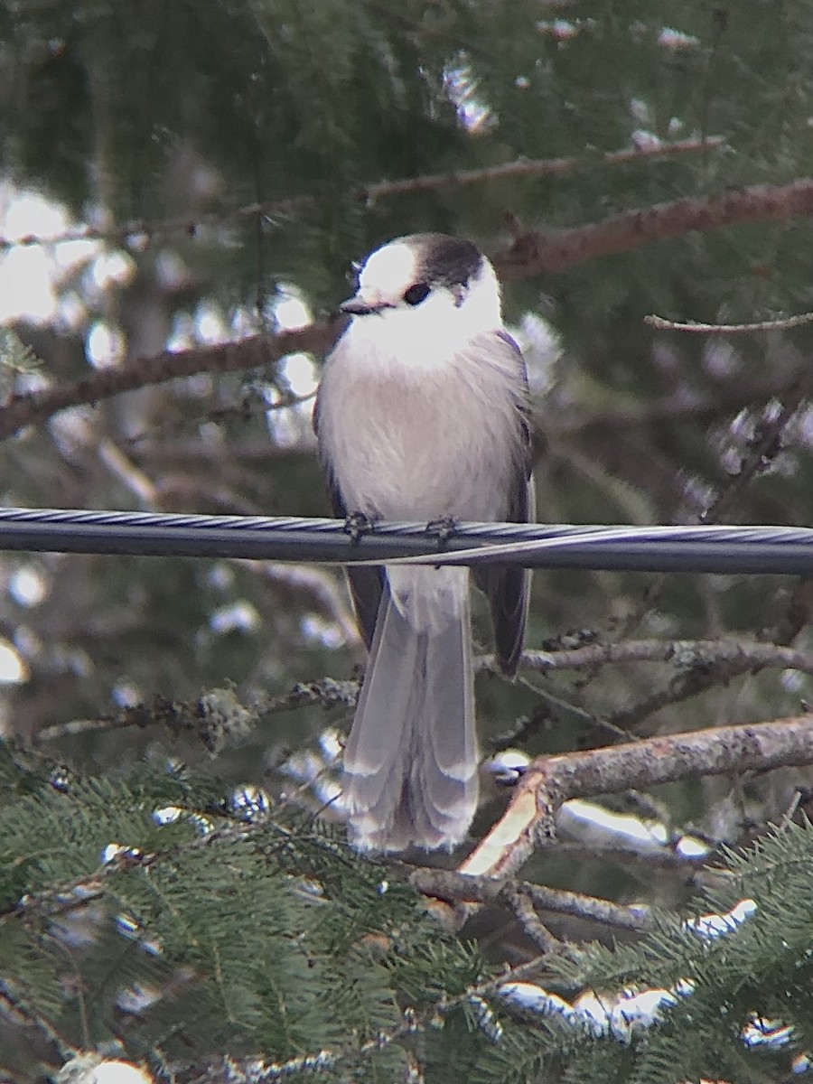 Canada Jay (Boreal) - ML461255801