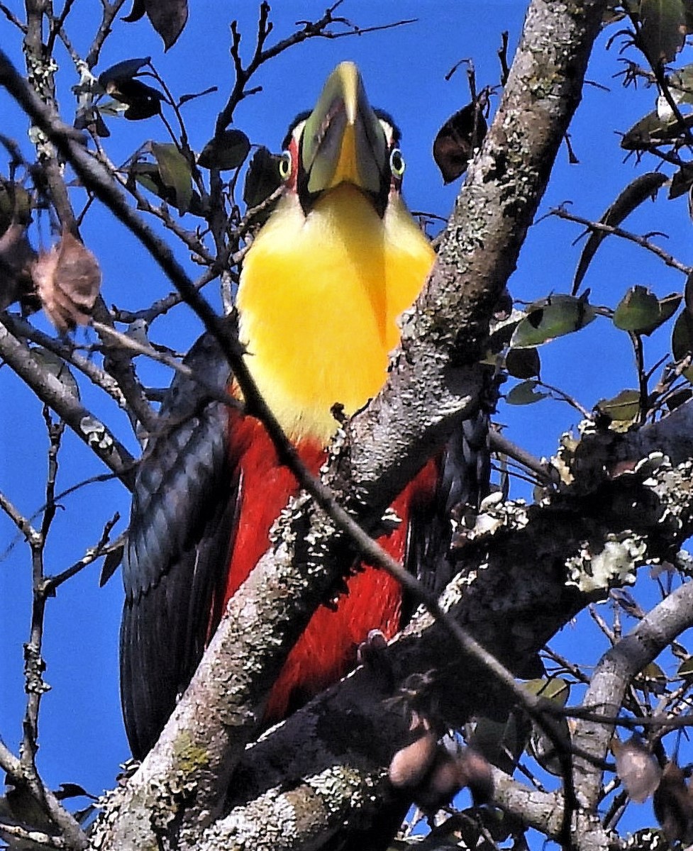 Red-breasted Toucan - ML461255821