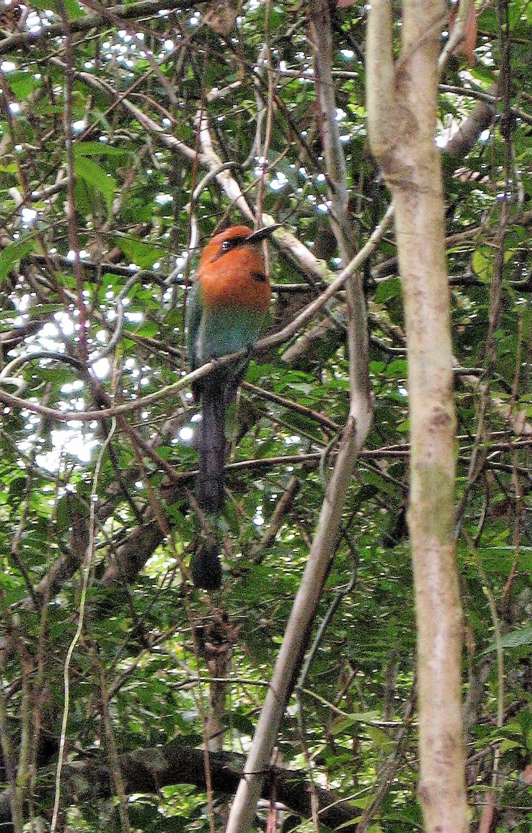 Broad-billed Motmot - ML46125591