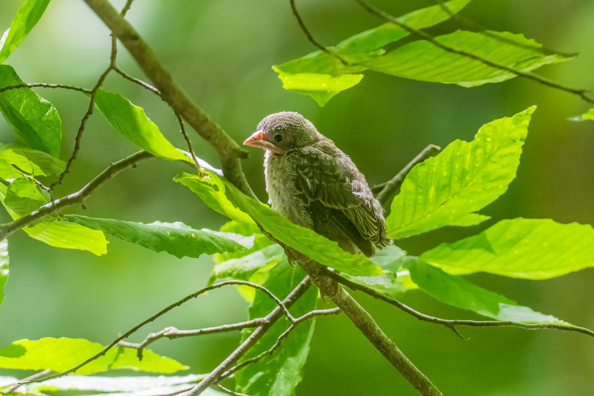 Tordo Cabecipardo - ML461260311