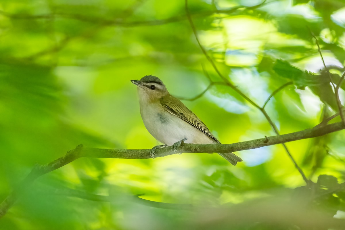 Red-eyed Vireo - ML461260541