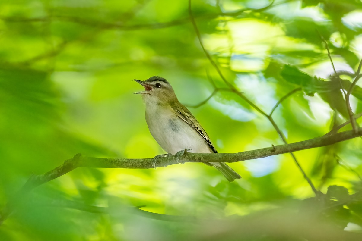 Red-eyed Vireo - ML461260561