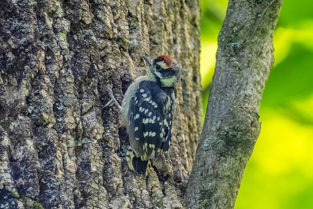 Downy Woodpecker - ML461260861