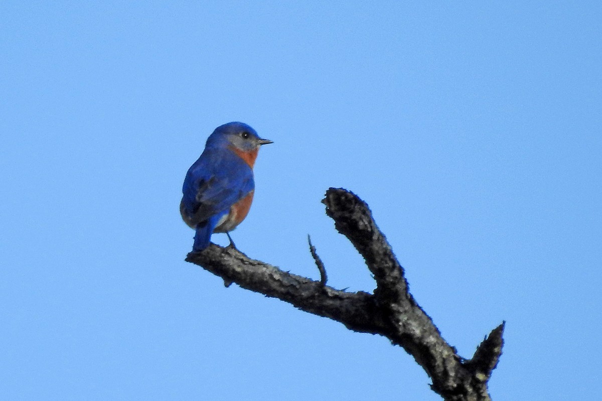 Eastern Bluebird - ML46126331