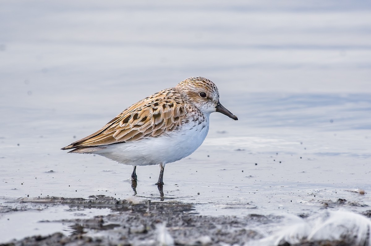 Semipalmated Sandpiper - Calvin S