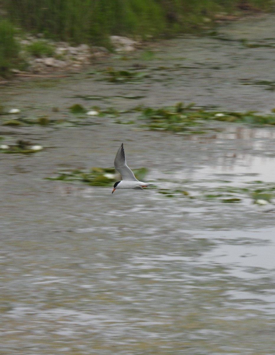 Forster's Tern - ML461263751