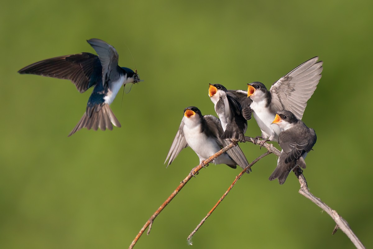 Tree Swallow - Peter F