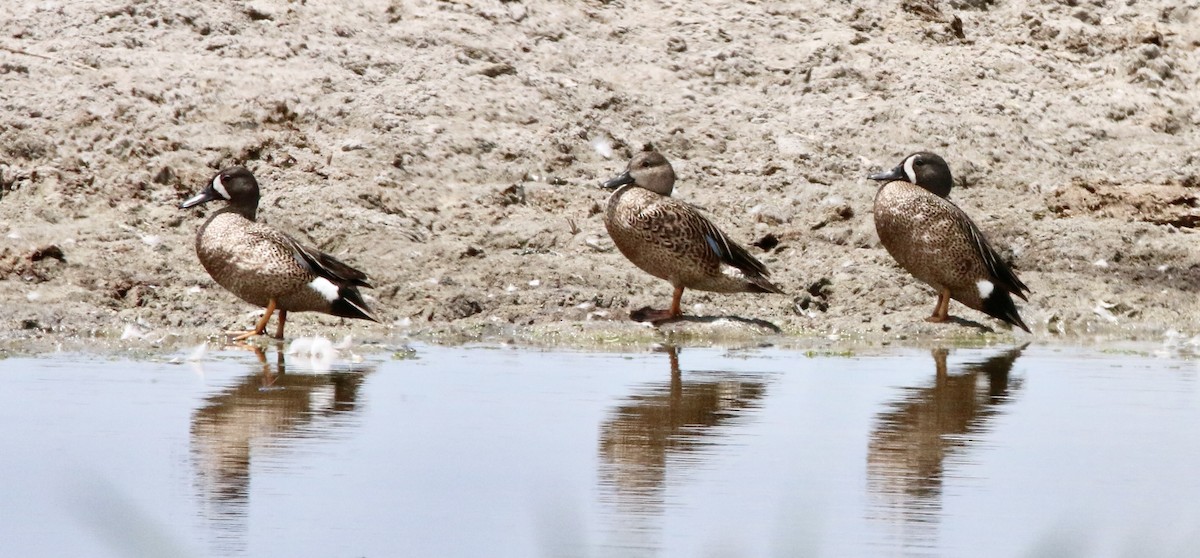 Blue-winged Teal - ML461266091