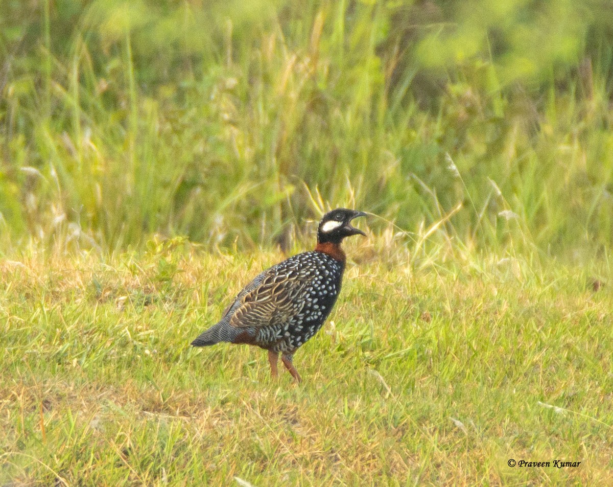 Black Francolin - ML461266641