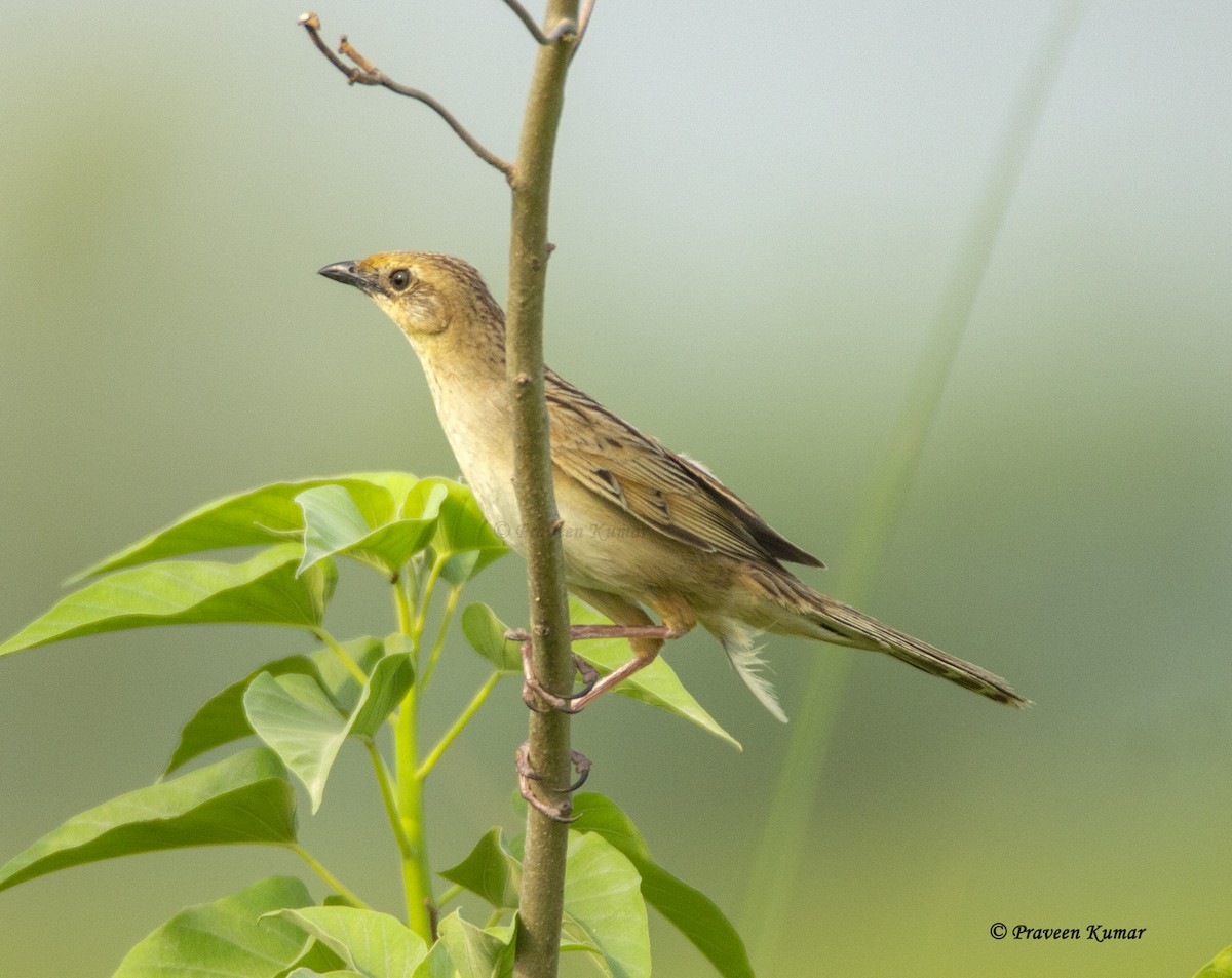 Bristled Grassbird - ML461266821