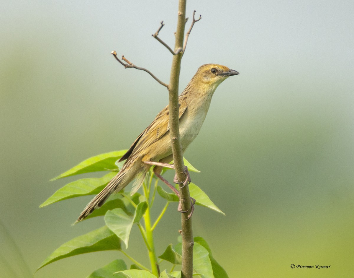 Bristled Grassbird - ML461266861