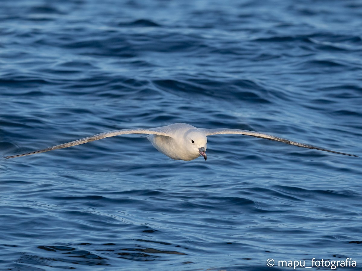 Southern Fulmar - ML461267751