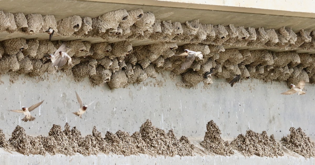 Cliff Swallow - Norm Lewis