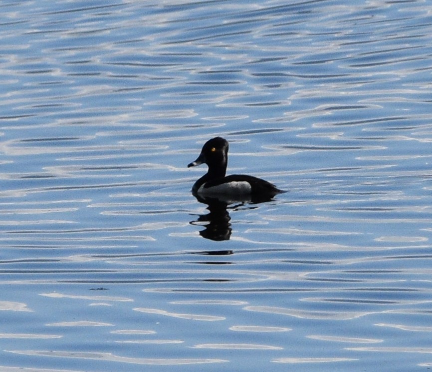 Ring-necked Duck - ML461270741