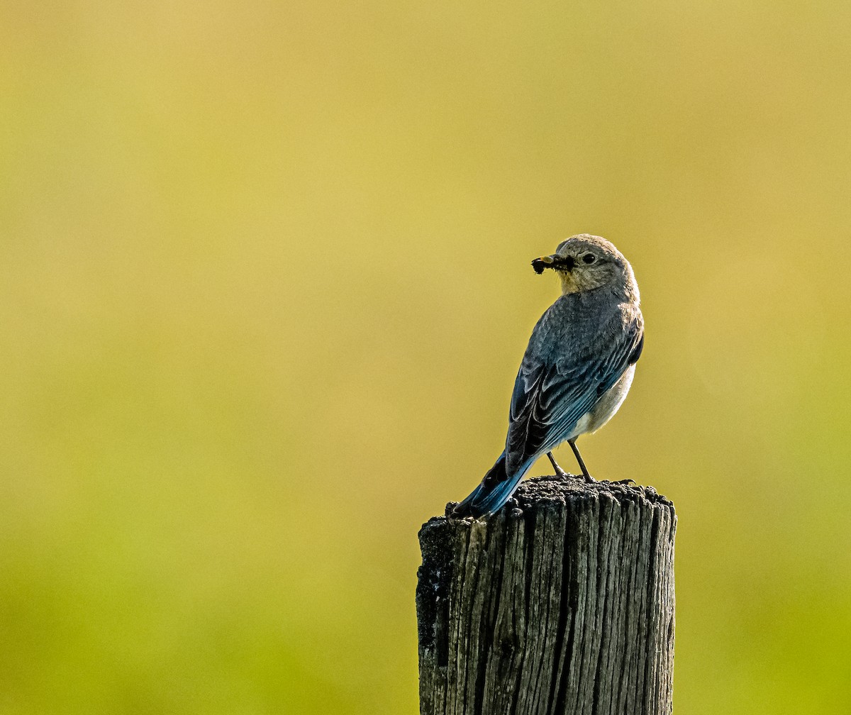 Mountain Bluebird - ML461270881