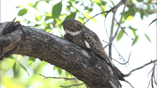 Antillean Nighthawk - ML461271