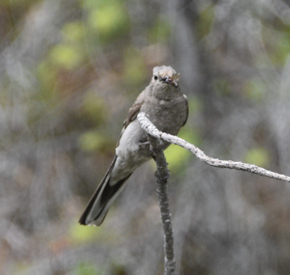 Townsend's Solitaire - ML461272191